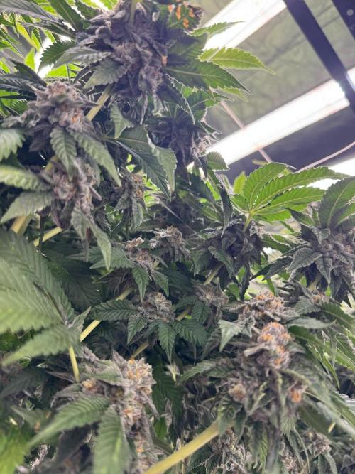 GMO x Triangle Mints bx. Week 14