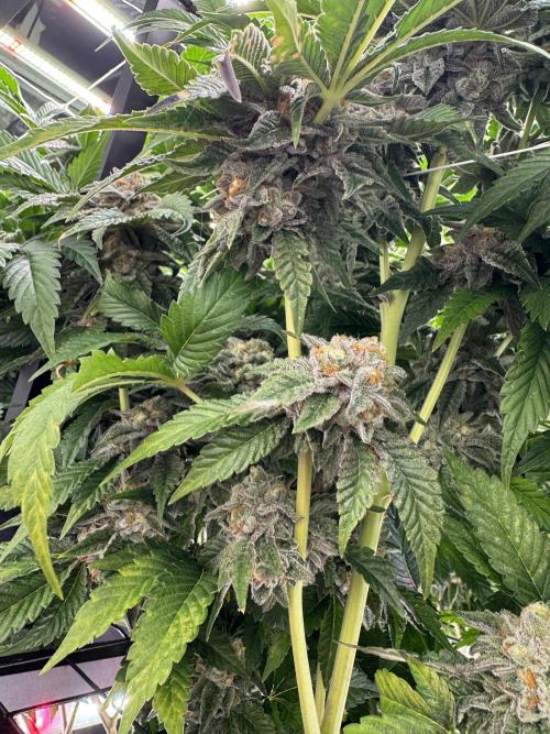 GMO x Triangle Mints bx. Week 14