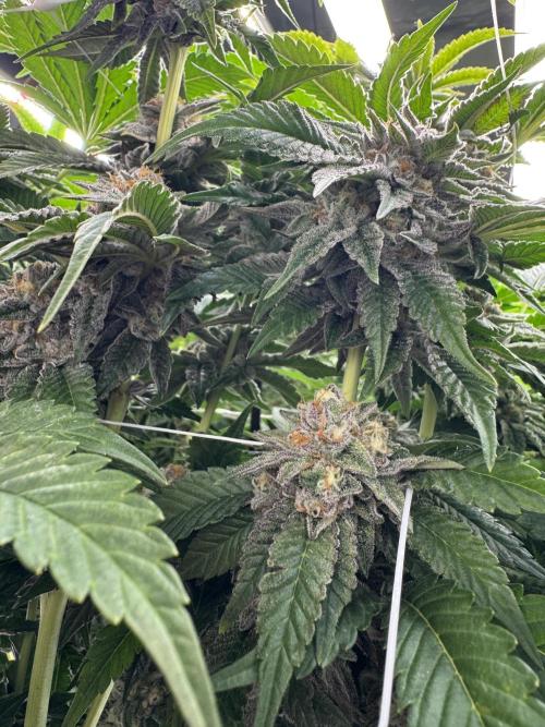 GMO x Triangle Mints bx. Week 14