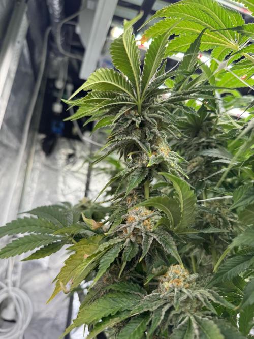 GMO x Triangle Mints bx. Week 14