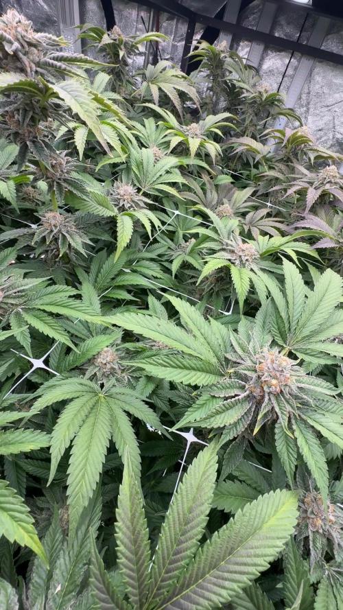GMO x Triangle Mints bx