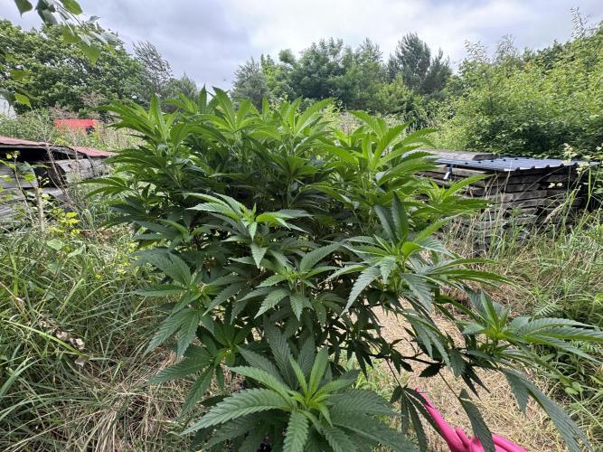 46 Kush - Outdoor 2026. Week 14