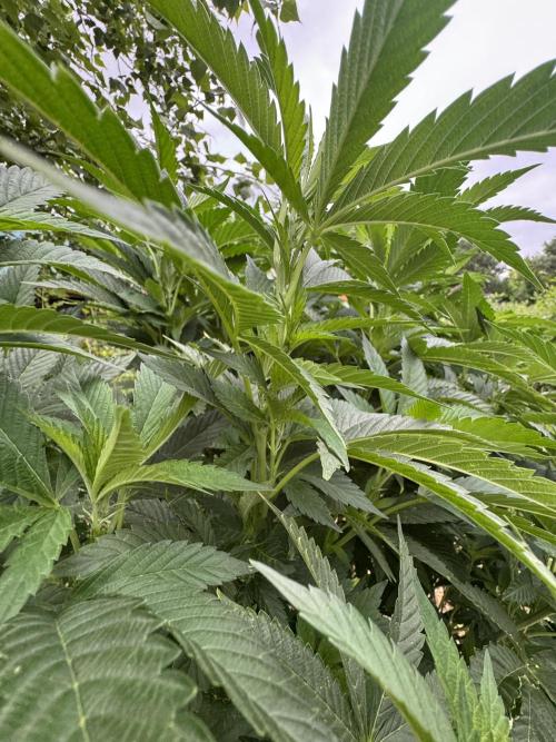46 Kush - Outdoor 2026. Week 14