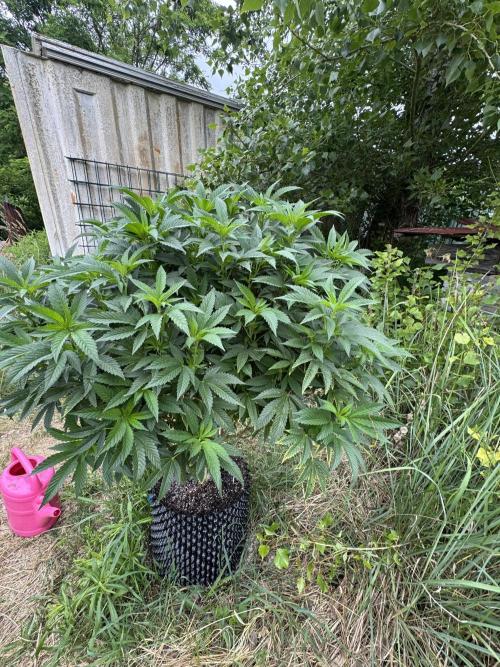 46 Kush - Outdoor 2026. Week 14