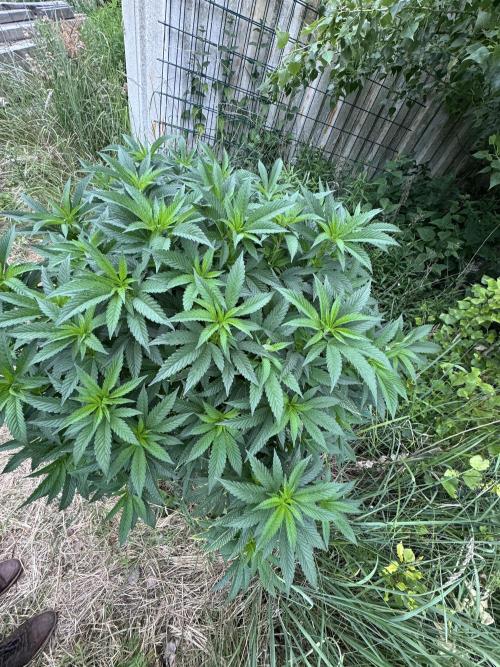 46 Kush - Outdoor 2026. Week 14