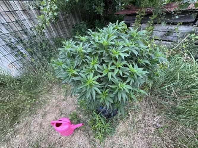 46 Kush - Outdoor 2026. Week 14