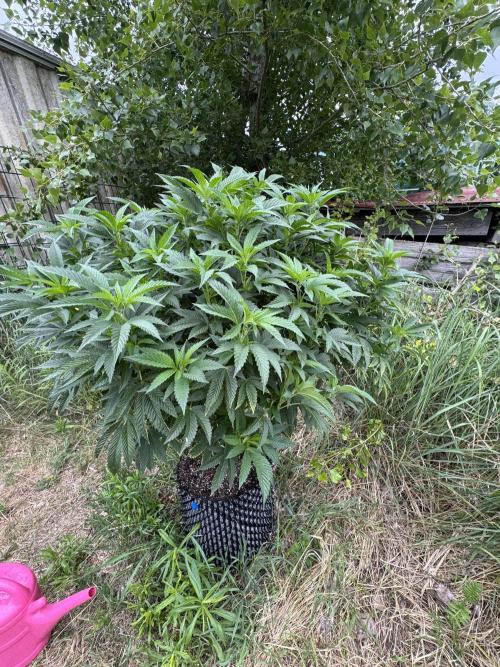 46 Kush - Outdoor 2026. Week 14