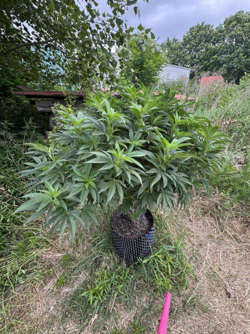 46 Kush - Outdoor 2026. Week 14