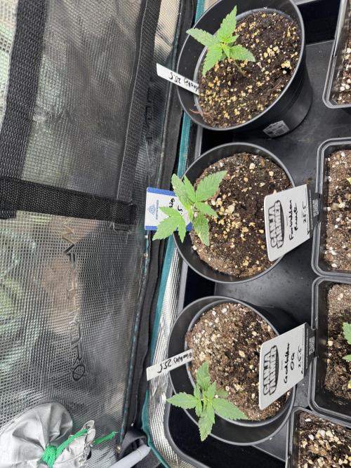 Glookies Auto - Sponsored. Week 2
