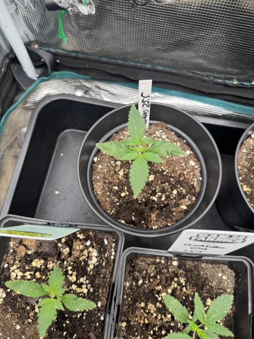 Glookies Auto - Sponsored. Week 2
