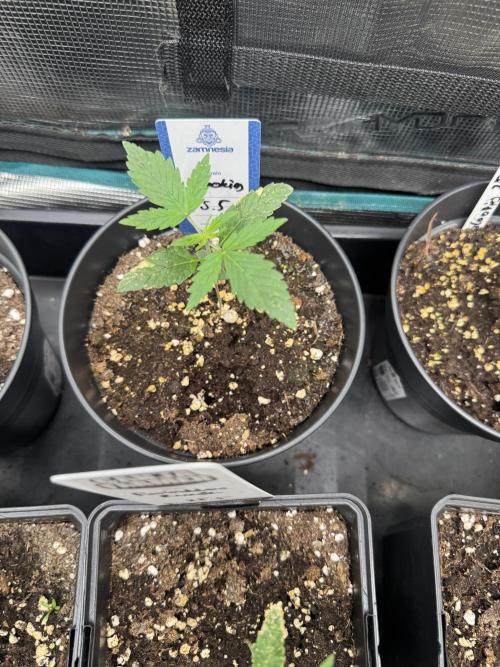 Glookies Auto - Sponsored. Week 2
