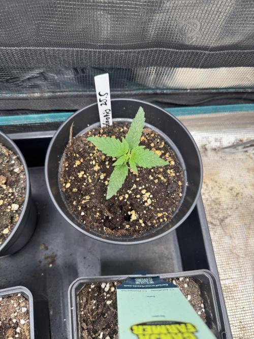 Glookies Auto - Sponsored. Week 2