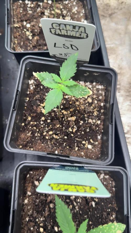LSD Auto - Sponsored
