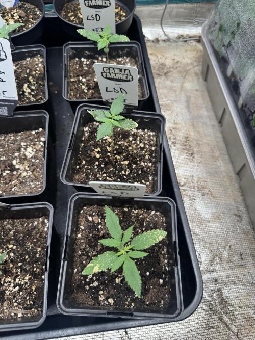 LSD Auto - Sponsored. Week 2