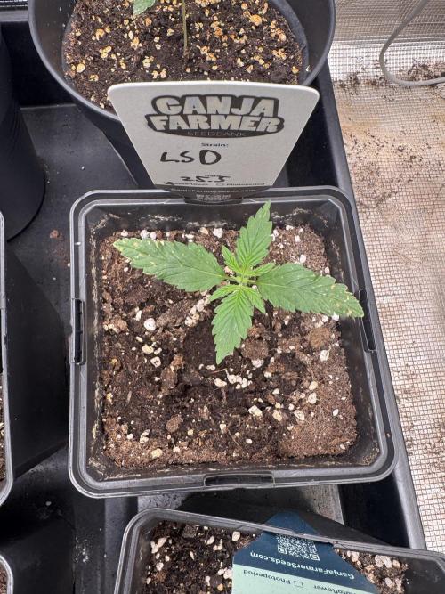 LSD Auto - Sponsored. Week 2