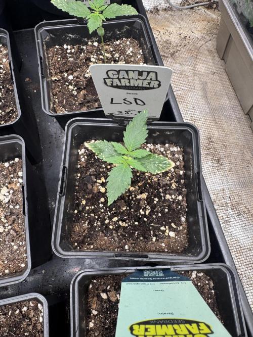 LSD Auto - Sponsored. Week 2