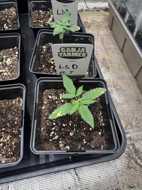 LSD Auto. Week 2