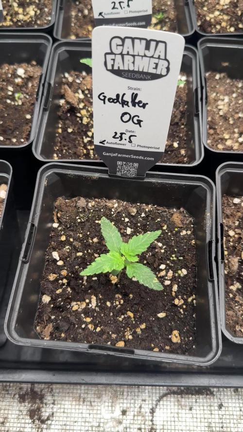 Godfather OG Auto - Sponsored
