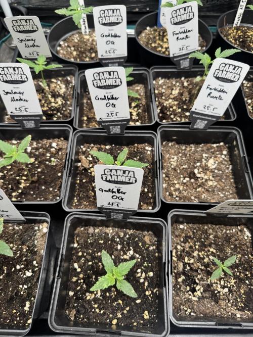 Godfather OG Auto - Sponsored. Week 2