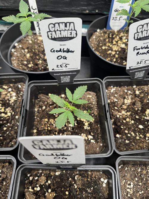 Godfather OG Auto - Sponsored. Week 2