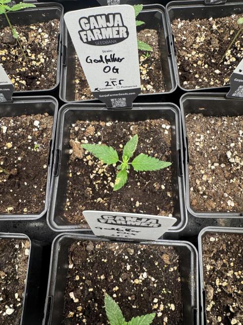 Godfather OG Auto - Sponsored. Week 2