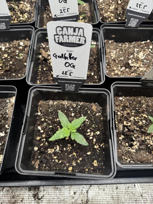 Godfather OG Auto - Sponsored. Week 2