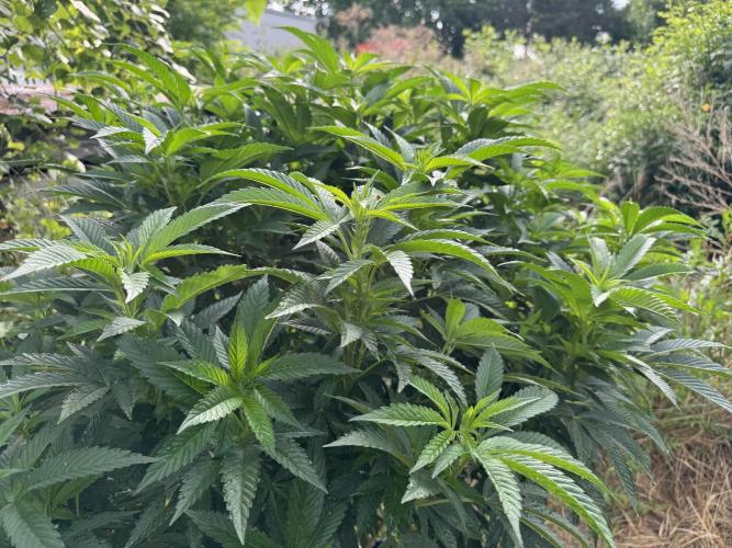 46 Kush - Outdoor 2026. Week 15