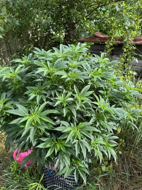 46 Kush - Outdoor 2026. Week 15