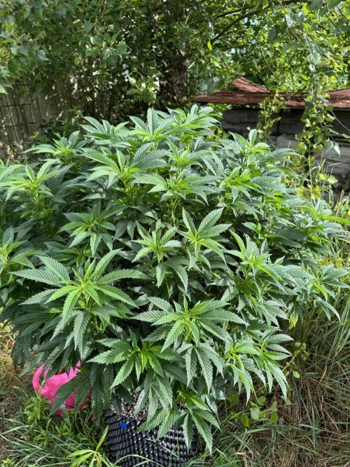 46 Kush - Outdoor 2026. Week 16