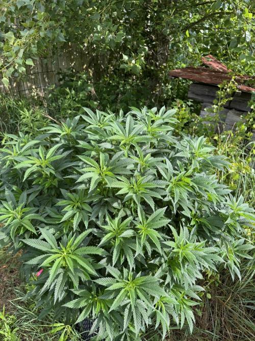 46 Kush - Outdoor 2026. Week 16