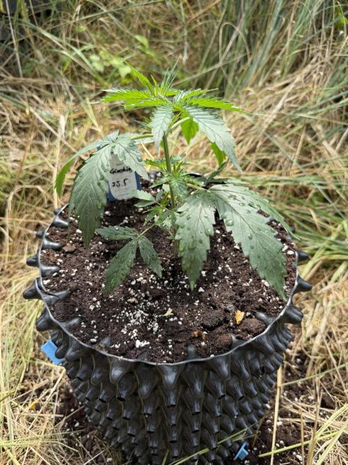 Glookies Auto - Sponsored. Week 4