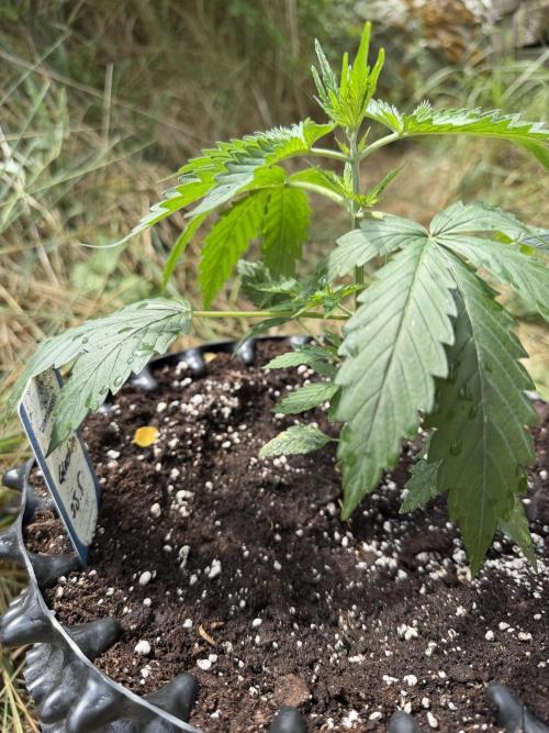 Glookies Auto - Sponsored. Week 4