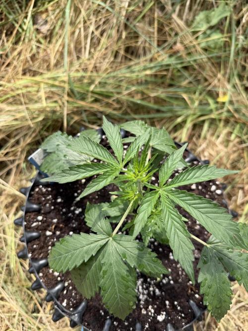 Glookies Auto - Sponsored. Week 4