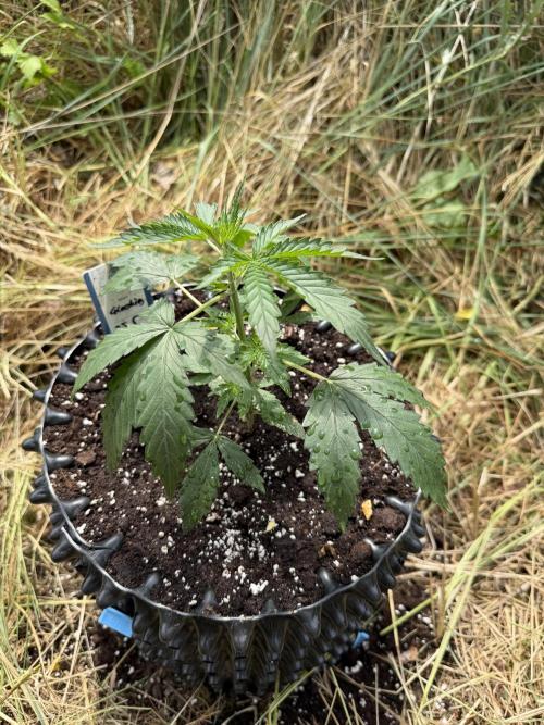 Glookies Auto - Sponsored. Week 4