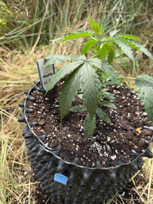 Glookies Auto - Sponsored. Week 4
