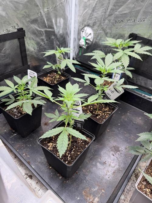 Glookies Auto - Sponsored. Week 4