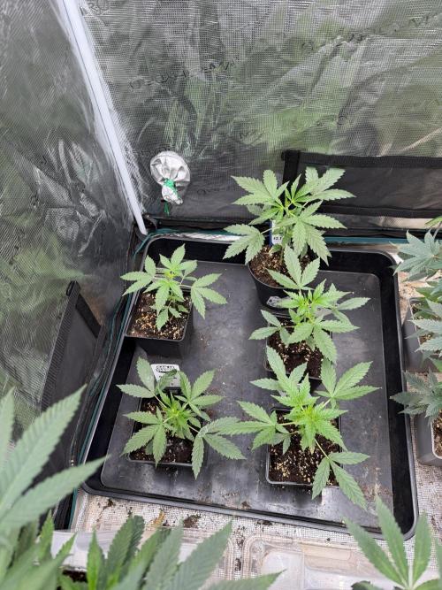 Glookies Auto - Sponsored. Week 4