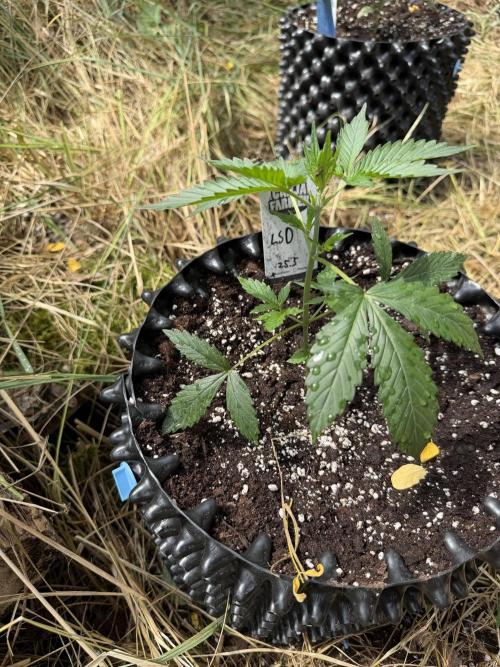 LSD Auto - Sponsored. Week 4