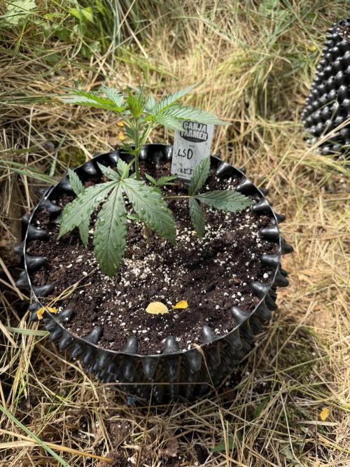 LSD Auto - Sponsored. Week 4