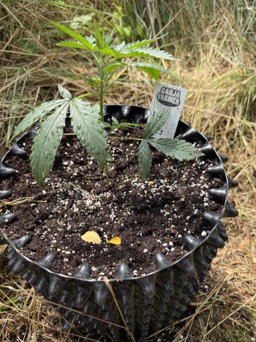 LSD Auto - Sponsored. Week 4