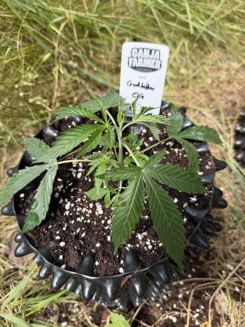 Godfather OG Auto - Sponsored. Week 4