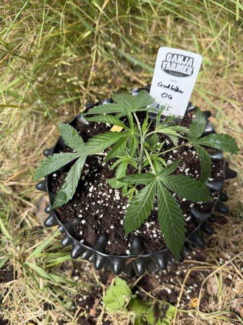 Godfather OG Auto - Sponsored. Week 4