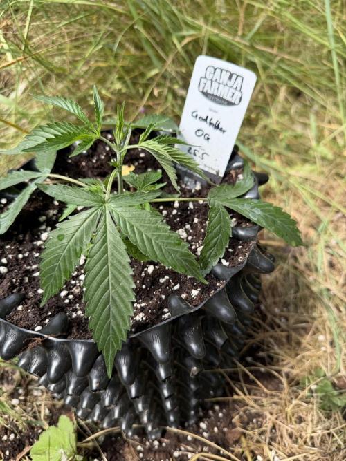 Godfather OG Auto - Sponsored. Week 4