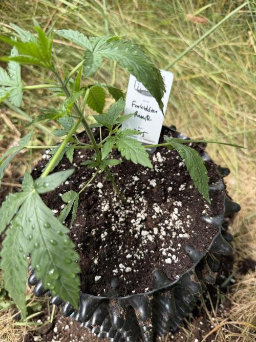Forbidden Runtz Auto -Sponsored. Week 4