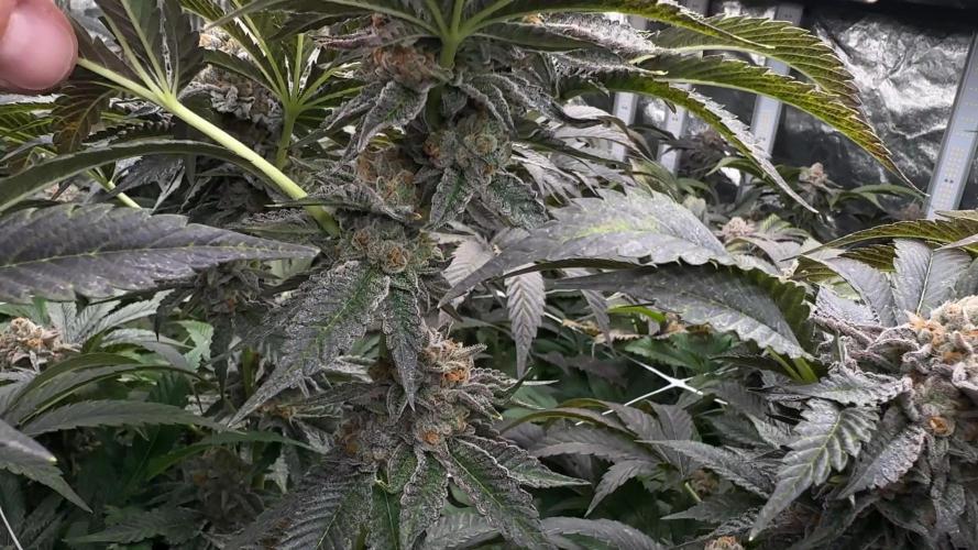 GMO x Triangle Mints bx