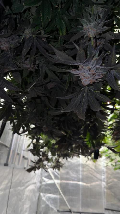 GMO x Triangle Mints bx