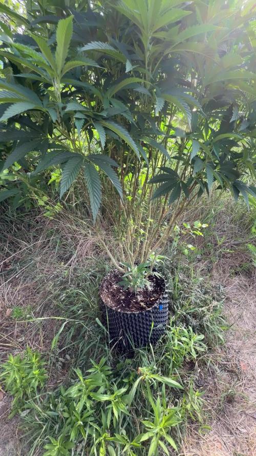 46 Kush - Outdoor 2026