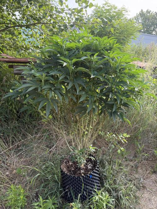46 Kush - Outdoor 2026. Week 17