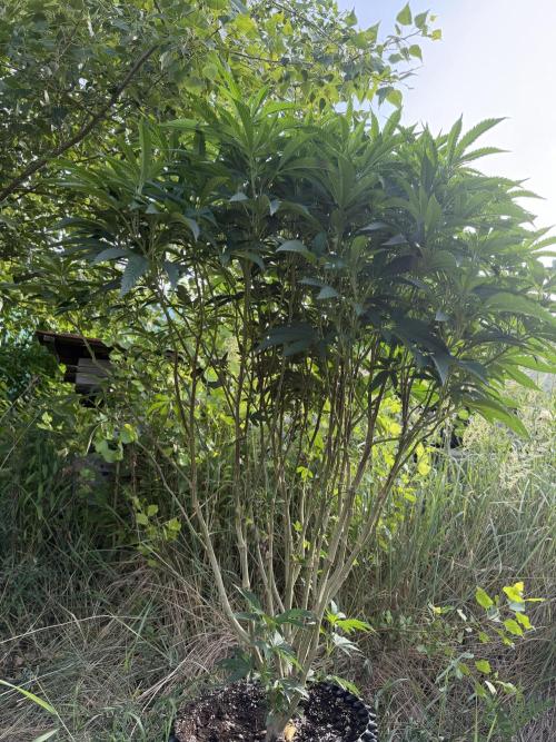 46 Kush - Outdoor 2026. Week 17
