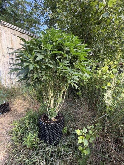 46 Kush - Outdoor 2026. Week 17